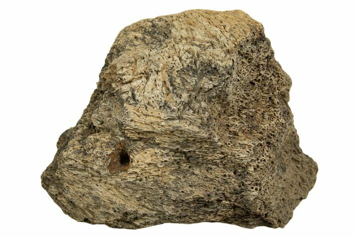 Dinosaur (Triceratops) Frill Shield Section - Montana #338906